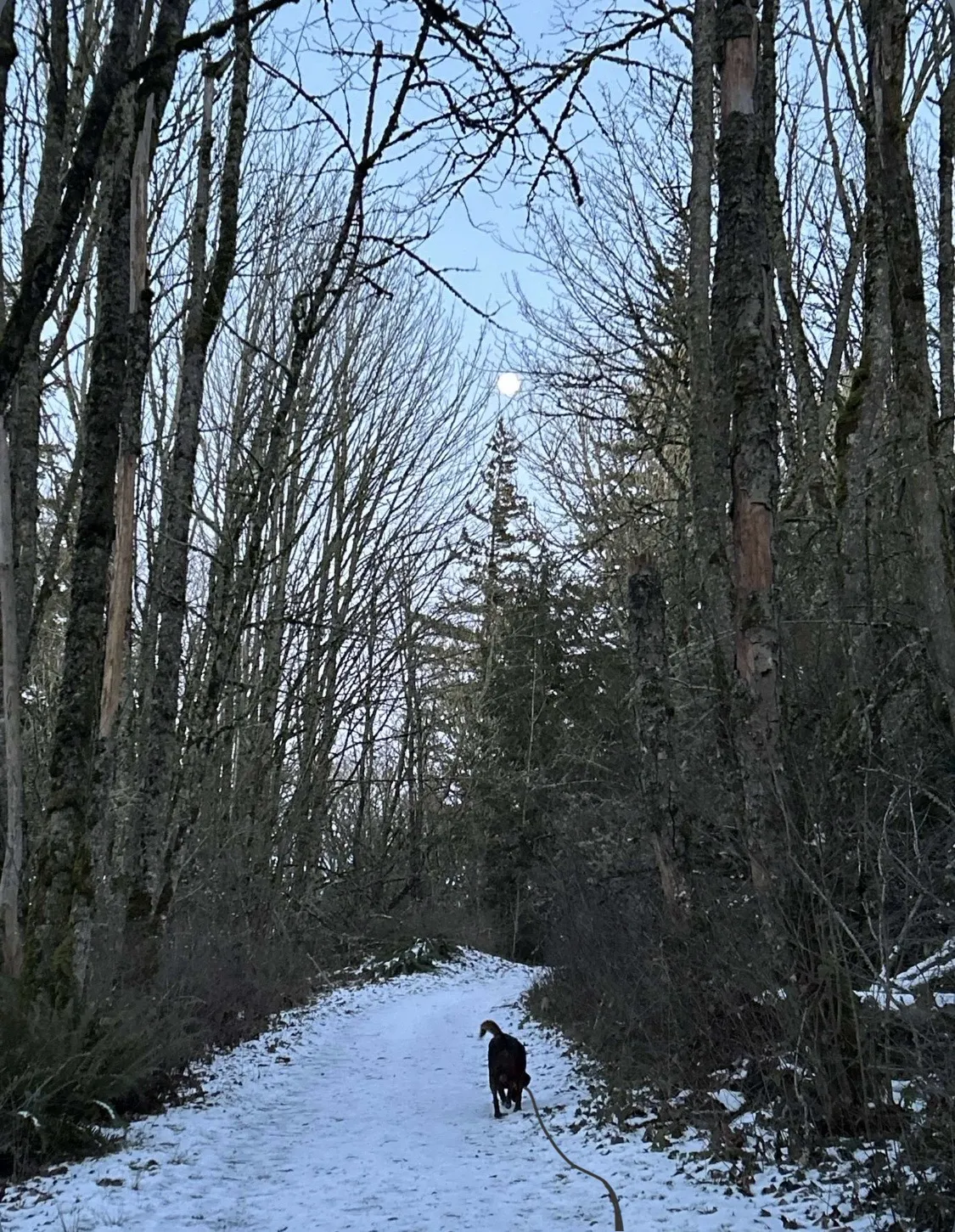 A dog walks on a snowy path through the Arboretum at dusk.